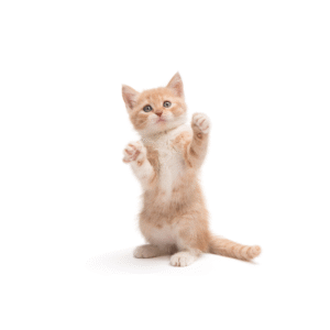 GATITOS